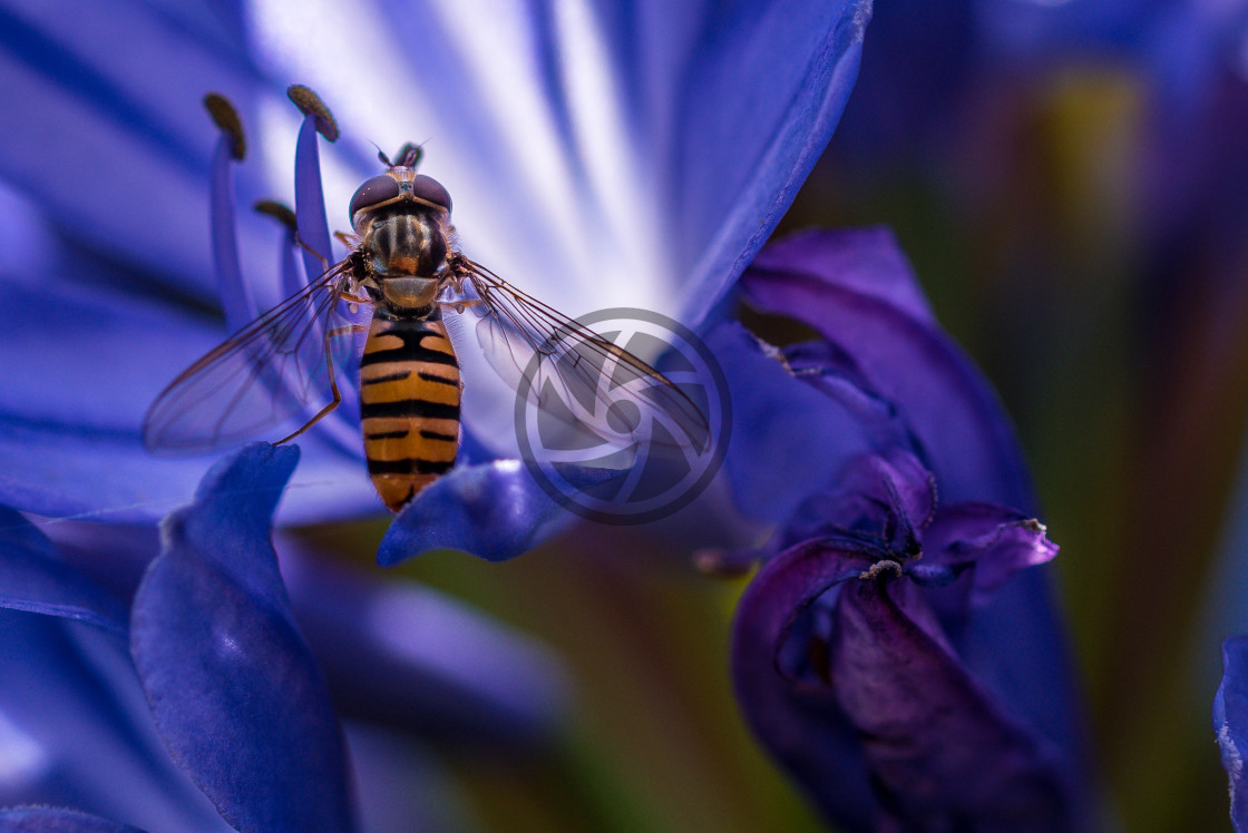 "Hoverfly on an Agapanthus" stock image