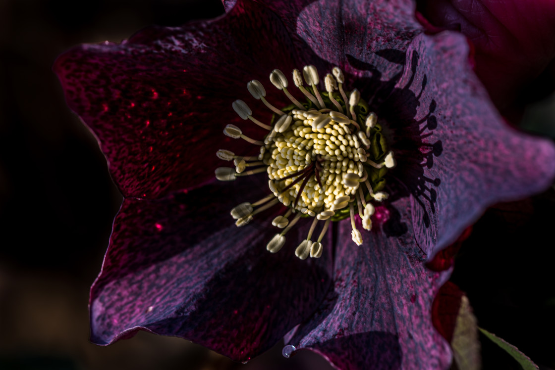 "Lovely dark Hellebore flower" stock image