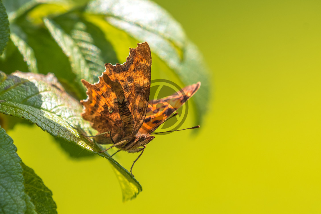 "Close up of a Comma Butterfly Resting" stock image