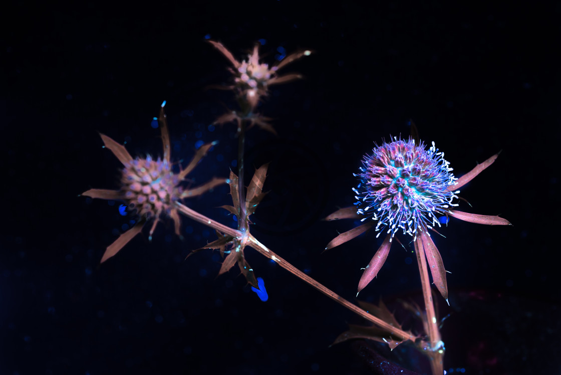 "Eryngium under UV" by Simon Hunter - $38.02 "Eryngium under UV" stock image