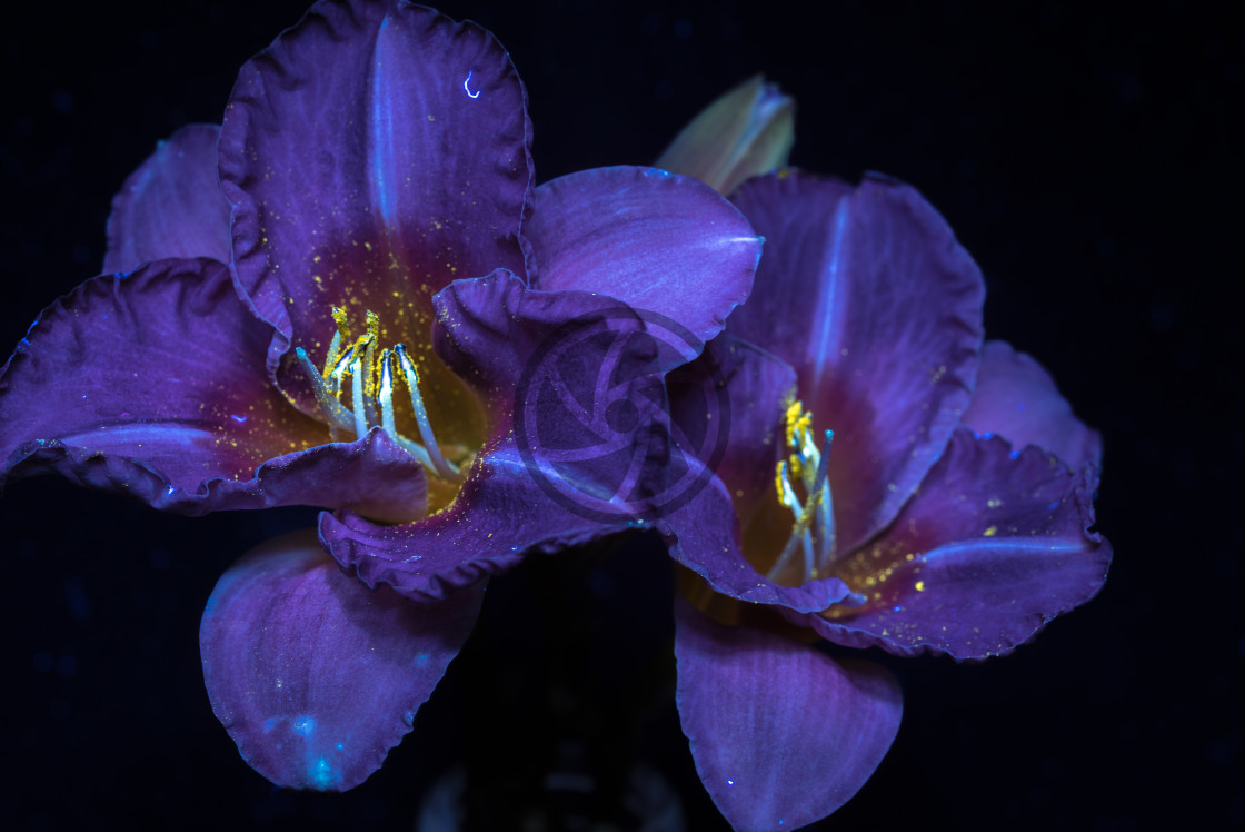 "Day Lily under UV" stock image