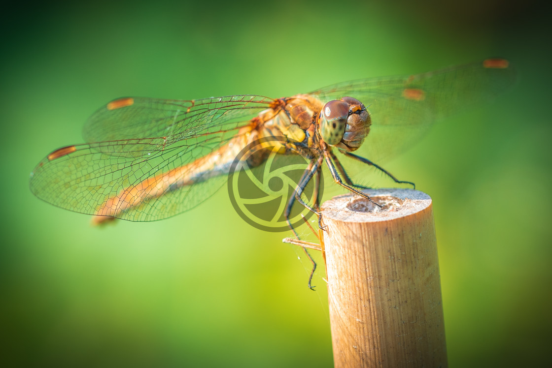 "A Common Darter dragonfly resting" stock image