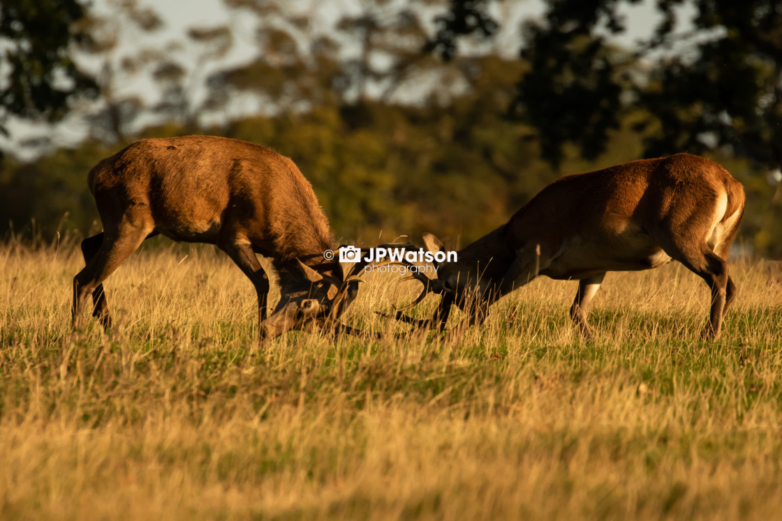 "Rutting Red deer Stags" stock image