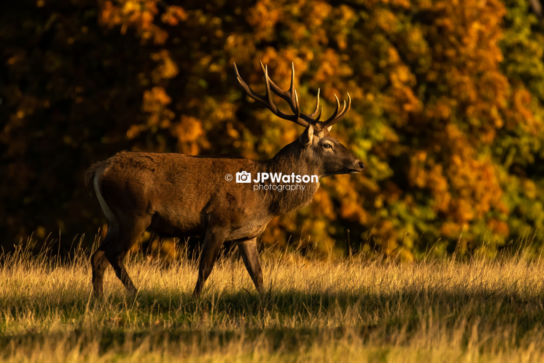 "Red Deer Stag" stock image