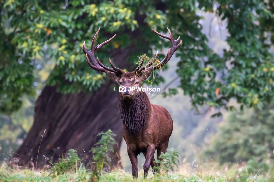 "Majestic Stag" stock image