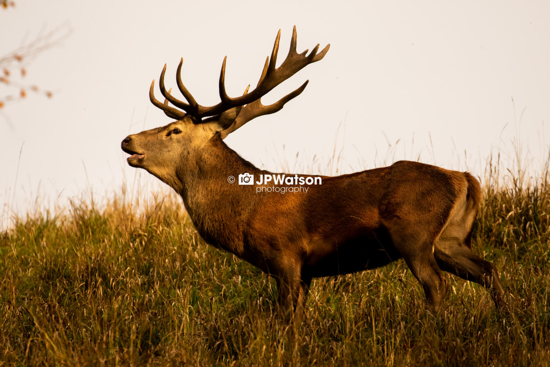 "Red Deer Stag Walking" stock image