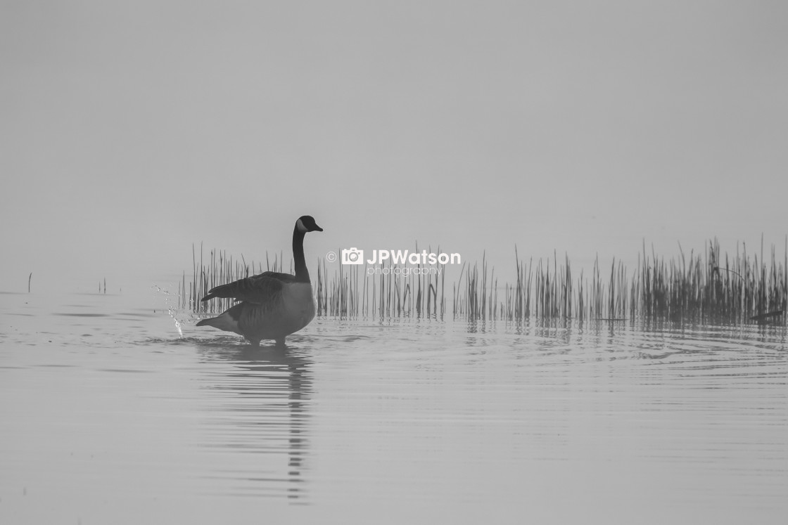 "Canadian Goose" stock image