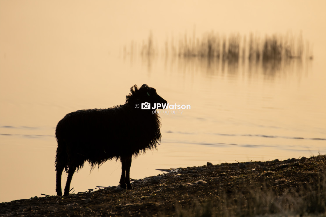 "Silhouette of a sheep" stock image