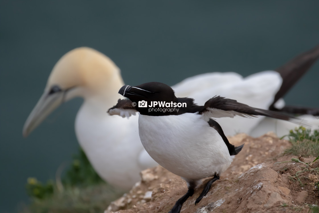 "Razorbill Stretching" stock image