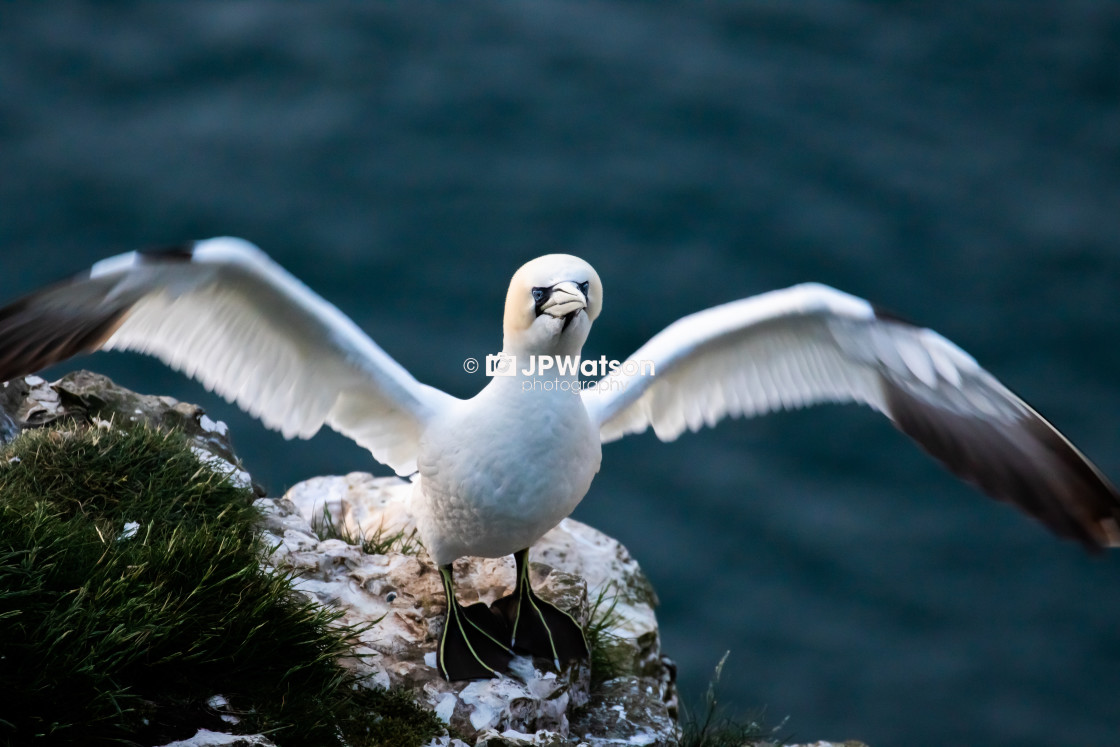 "Stretching Gannet" stock image