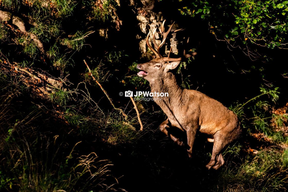 "Red deer stag climbing" stock image