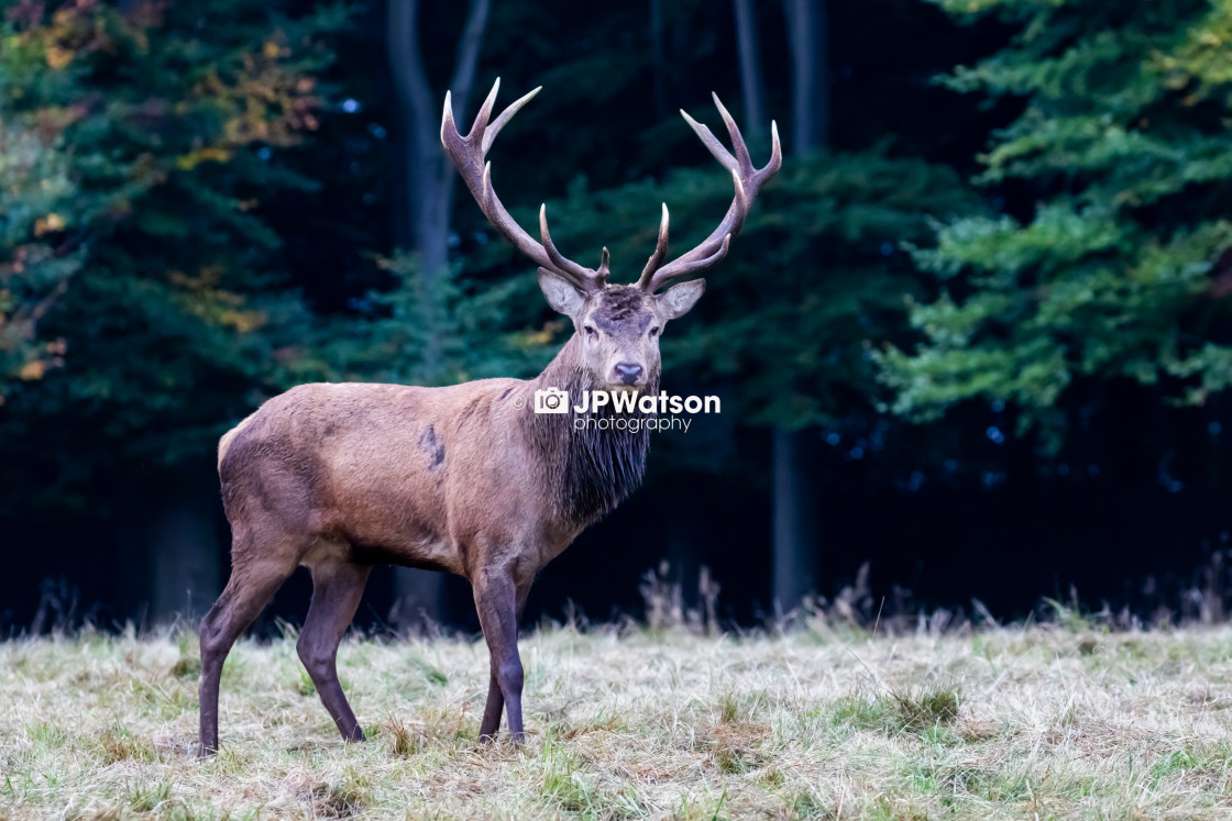 "Red Deer Stag Close up" stock image
