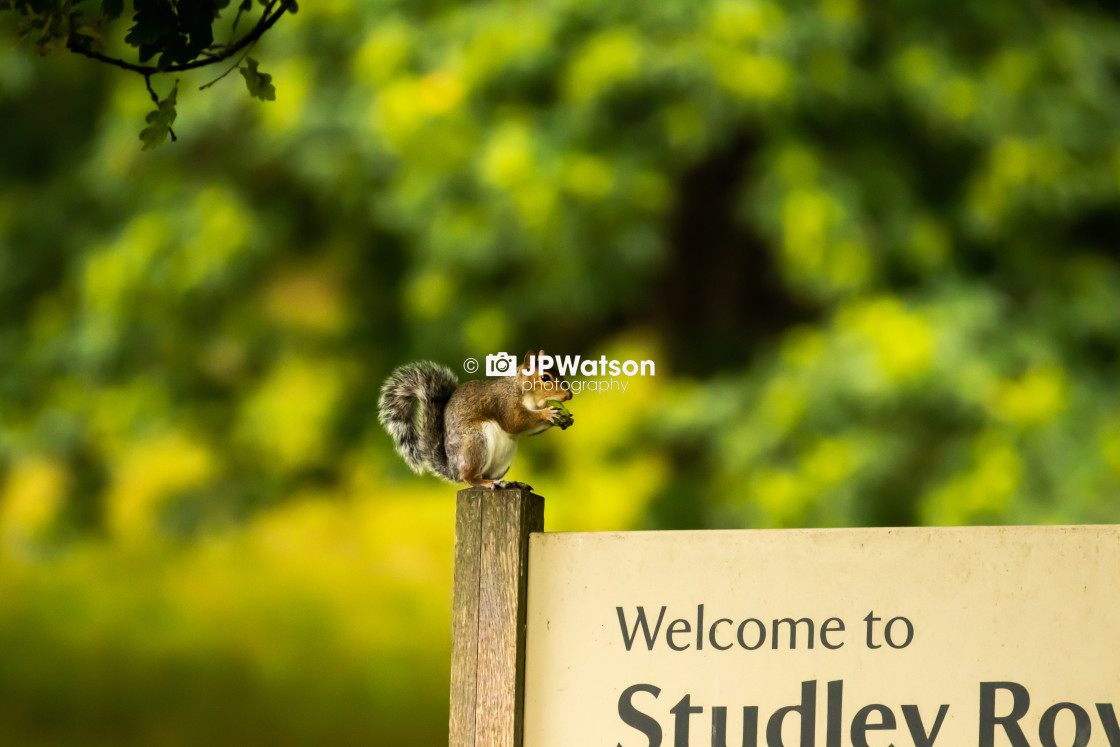 "Sitting Squirrel" stock image