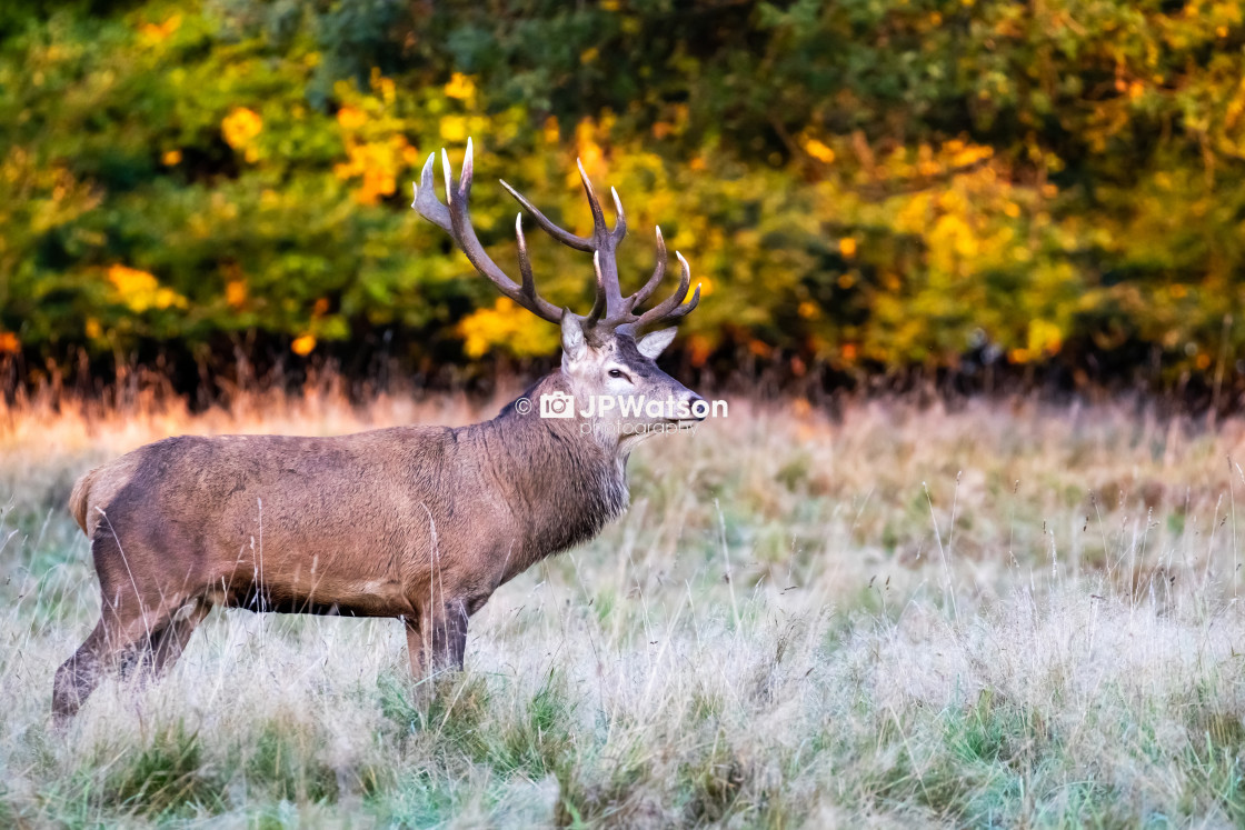 "Magnificent Stag" stock image
