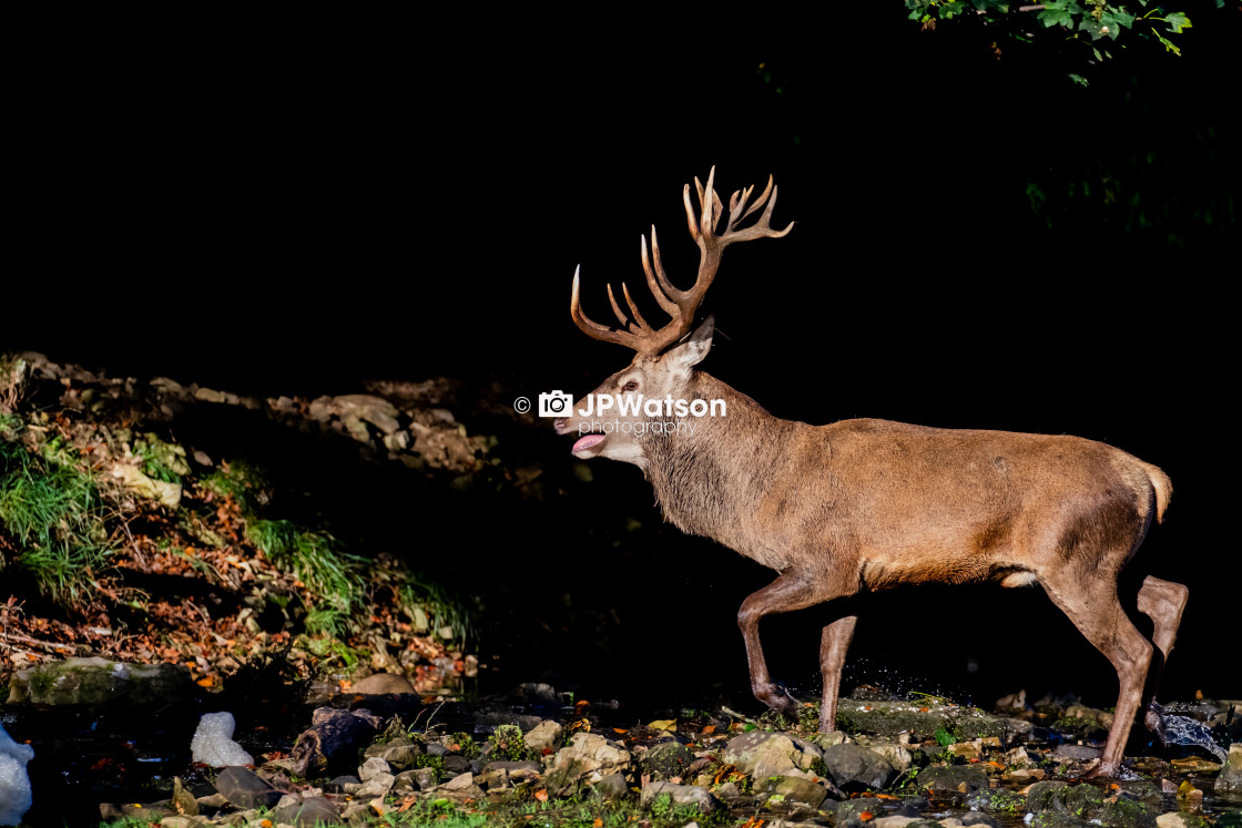 "Stag On The Move" stock image