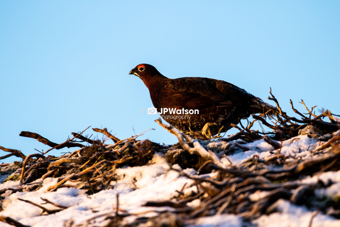 "Red Grouse on the Move" stock image