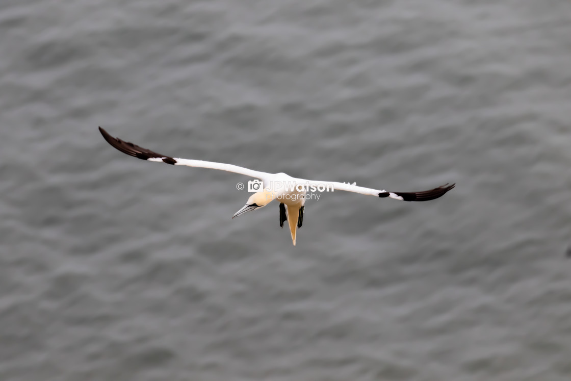 "Gannet Braking" stock image