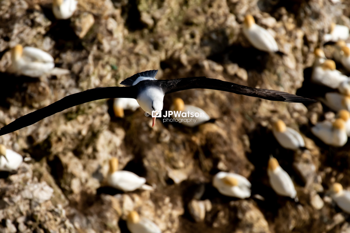 "Black Browed Albatross Flying over nesting Gannets" stock image