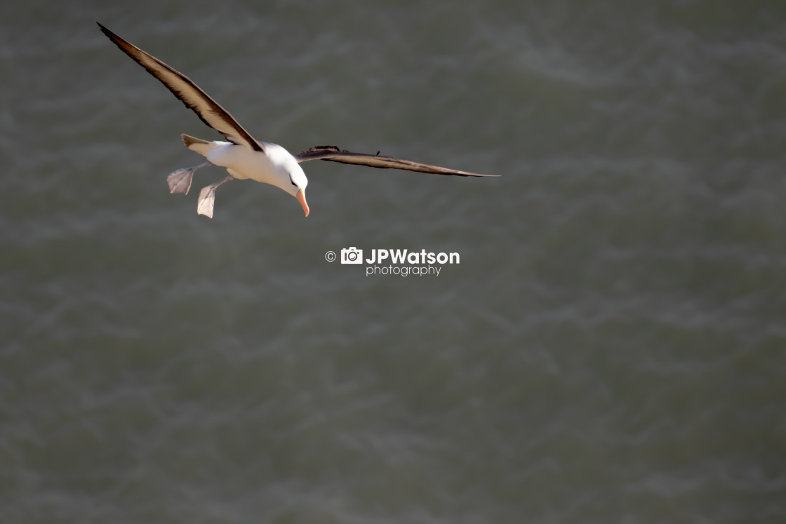 "Black Browed Albatross Gliding" stock image