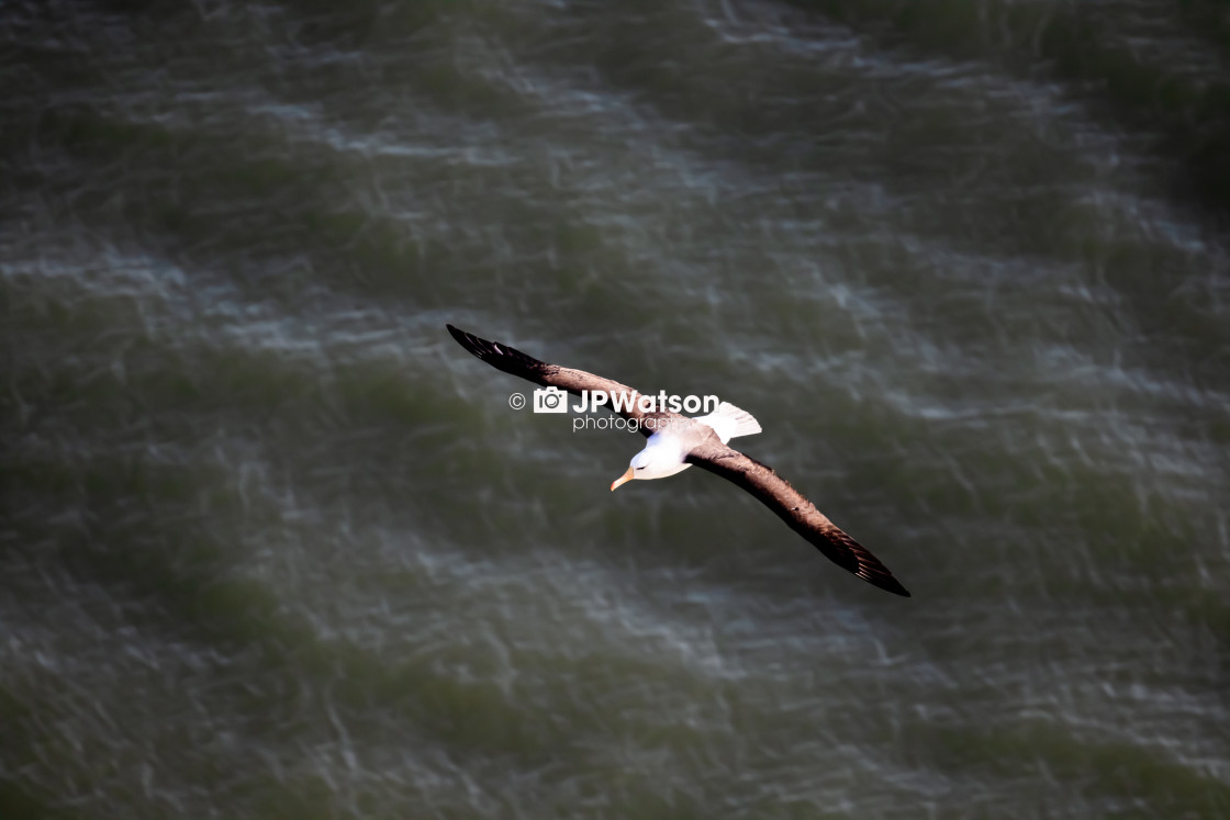 "Black Browed Albatross in the Sunlight" stock image