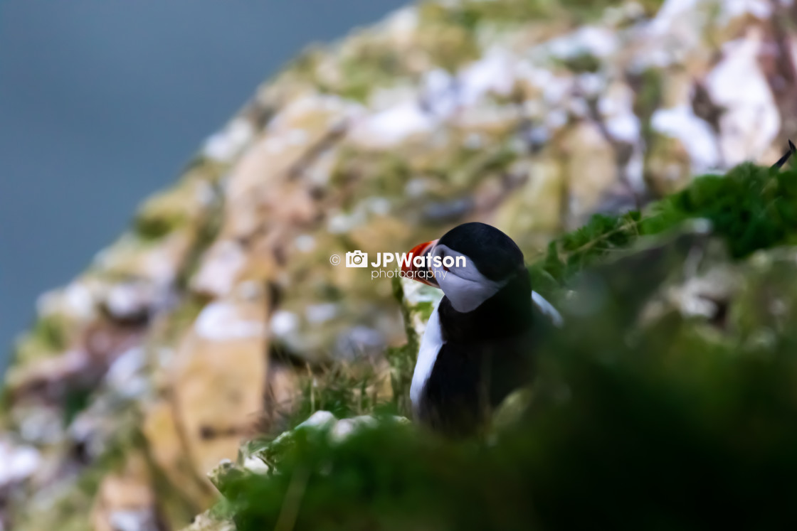 "Puffin Looking out to Sea" stock image