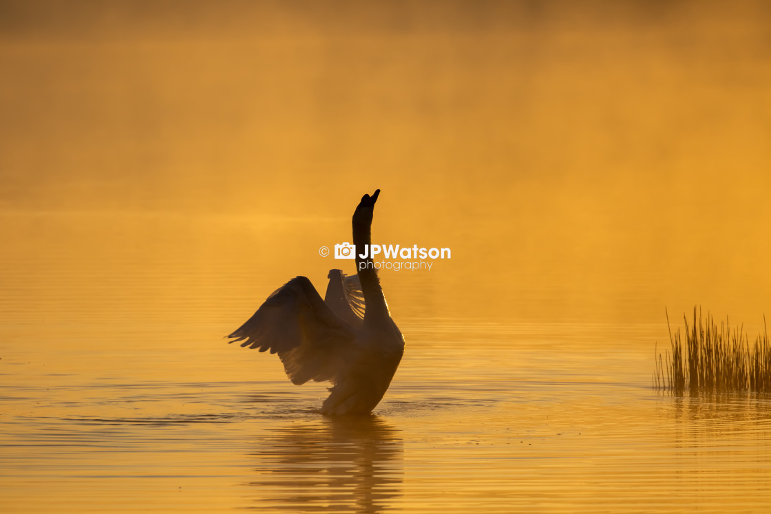 "Flapping Swan" stock image