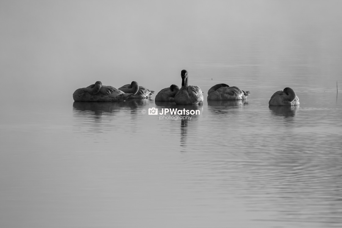 "Cygnets in Black and White" stock image