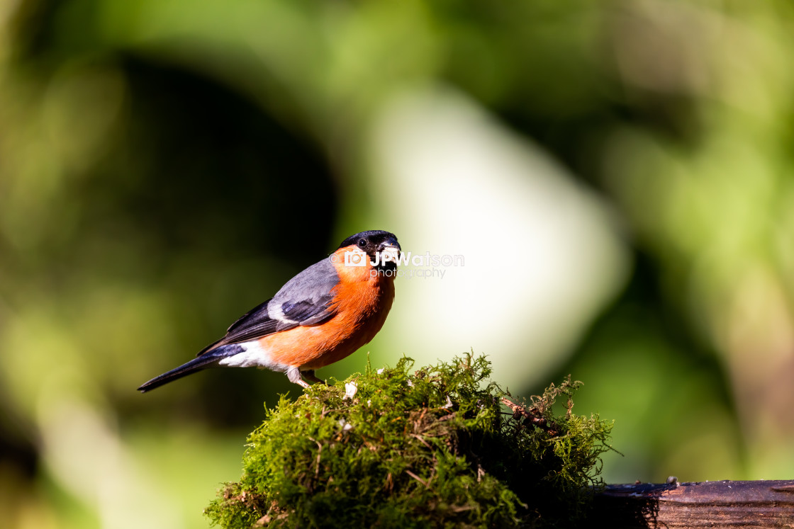 "Posing Male Bullfinch" stock image