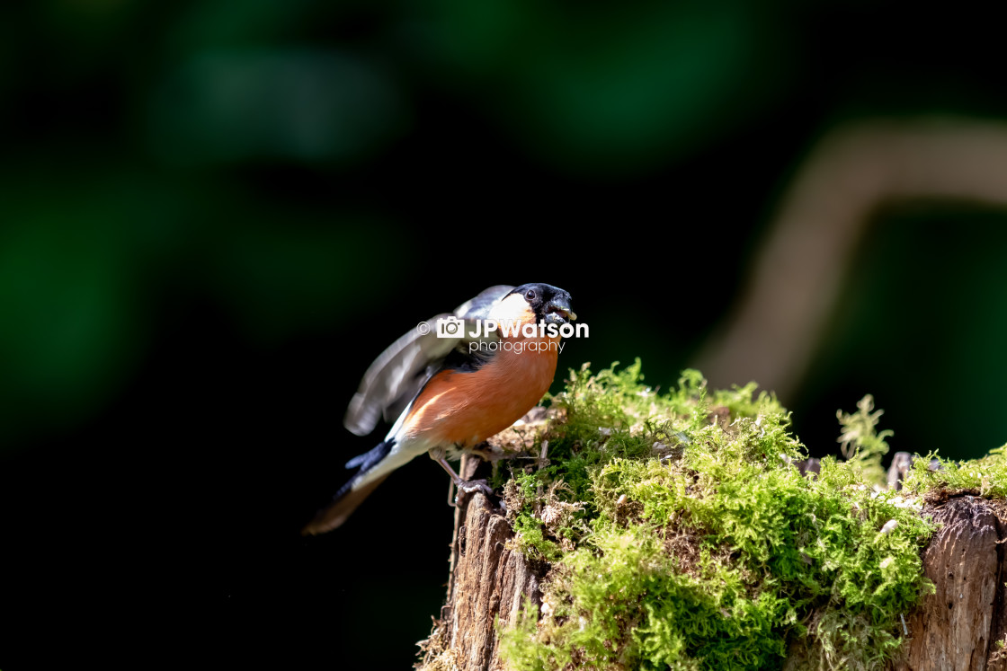 "Flapping Male Bullfinch" stock image