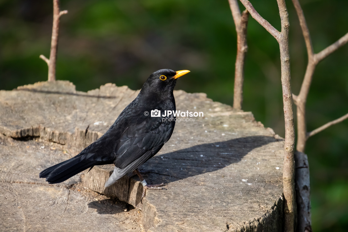 "Blackbird with shadow" stock image