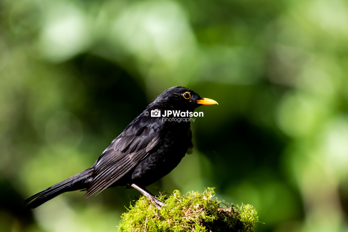 "Blackbird in the summer sunshine" stock image