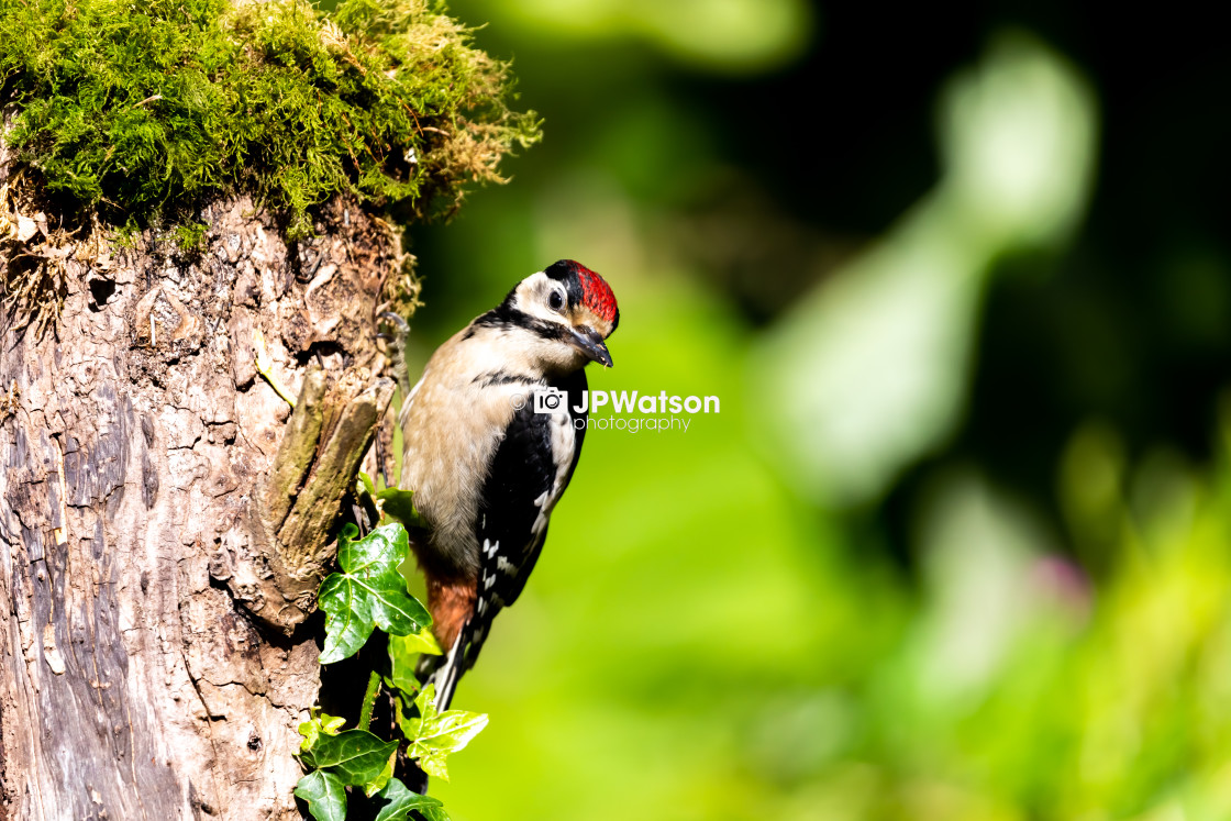 "Juvenile Great Spotted Woodpecker in the Sunshine" stock image