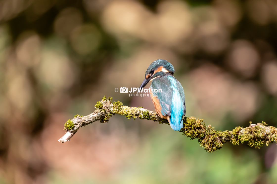 "Kingfisher with a blurred background" stock image