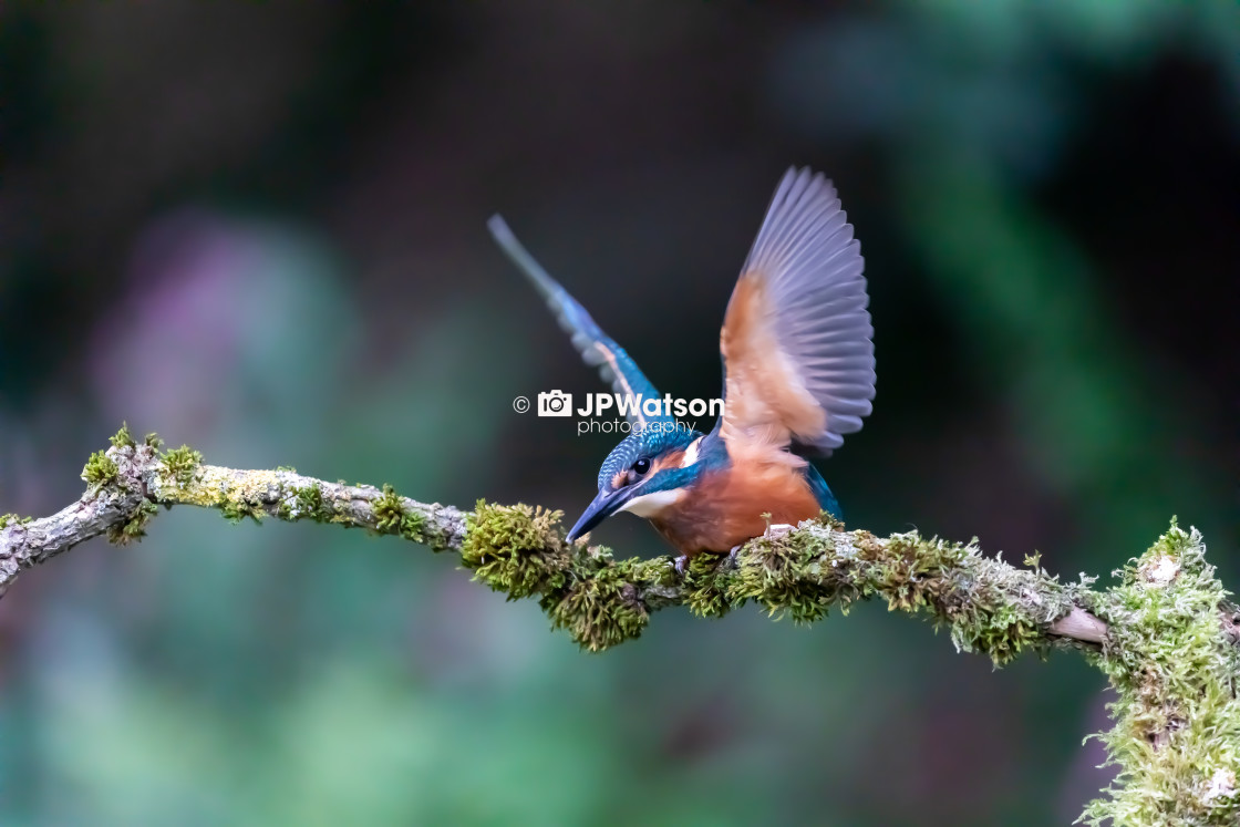 "Flapping Kingfisher" stock image