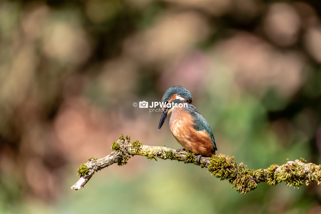 "Juvenile Male Kingfisher Looking Down" stock image