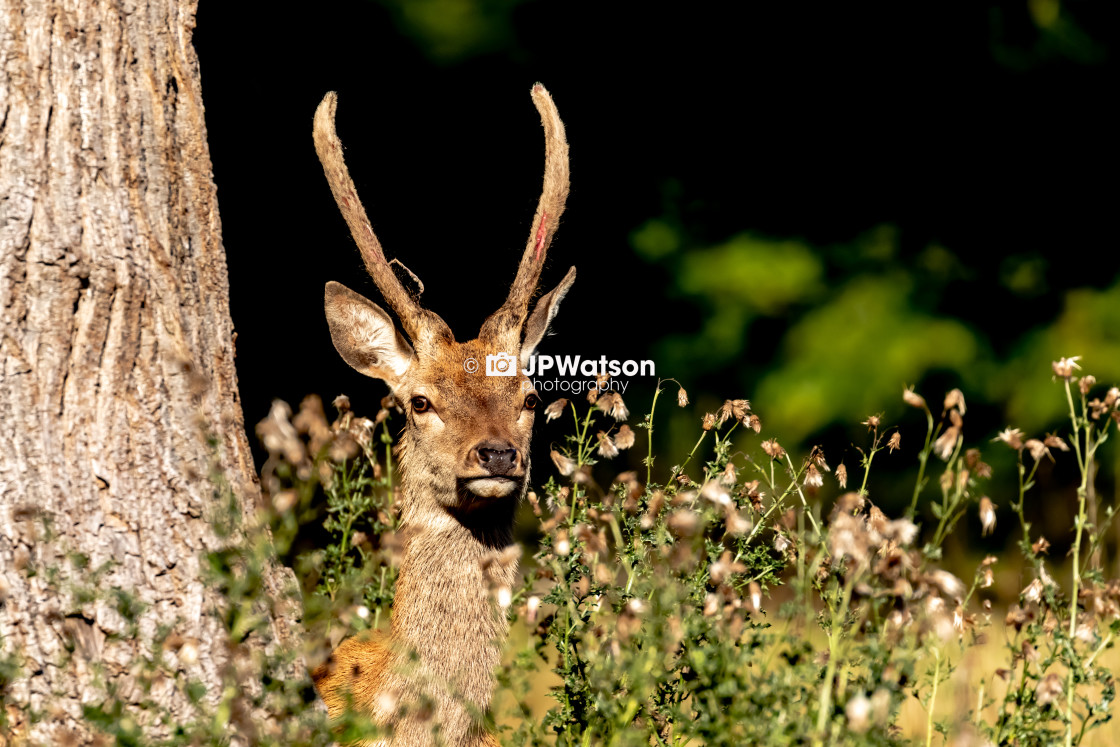 "Young Buck Hiding" stock image