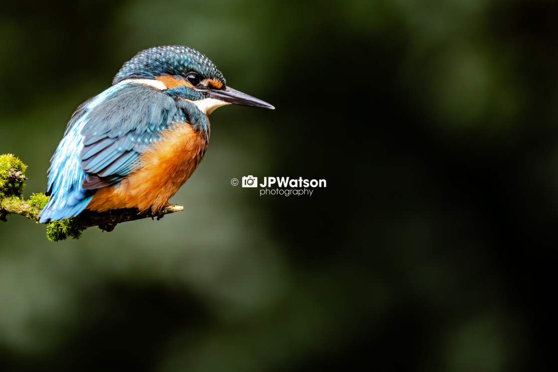 "Juvenile Kingfisher Cosy" stock image