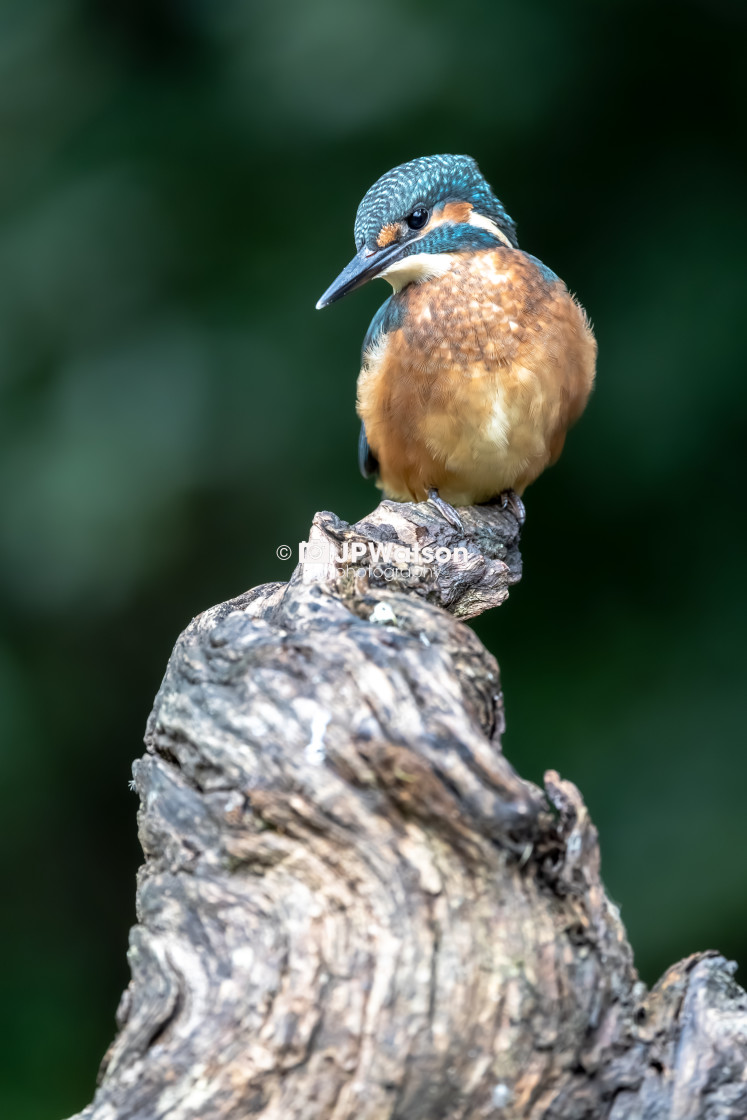 "Potrait Of Juvenile Kingfisher" stock image