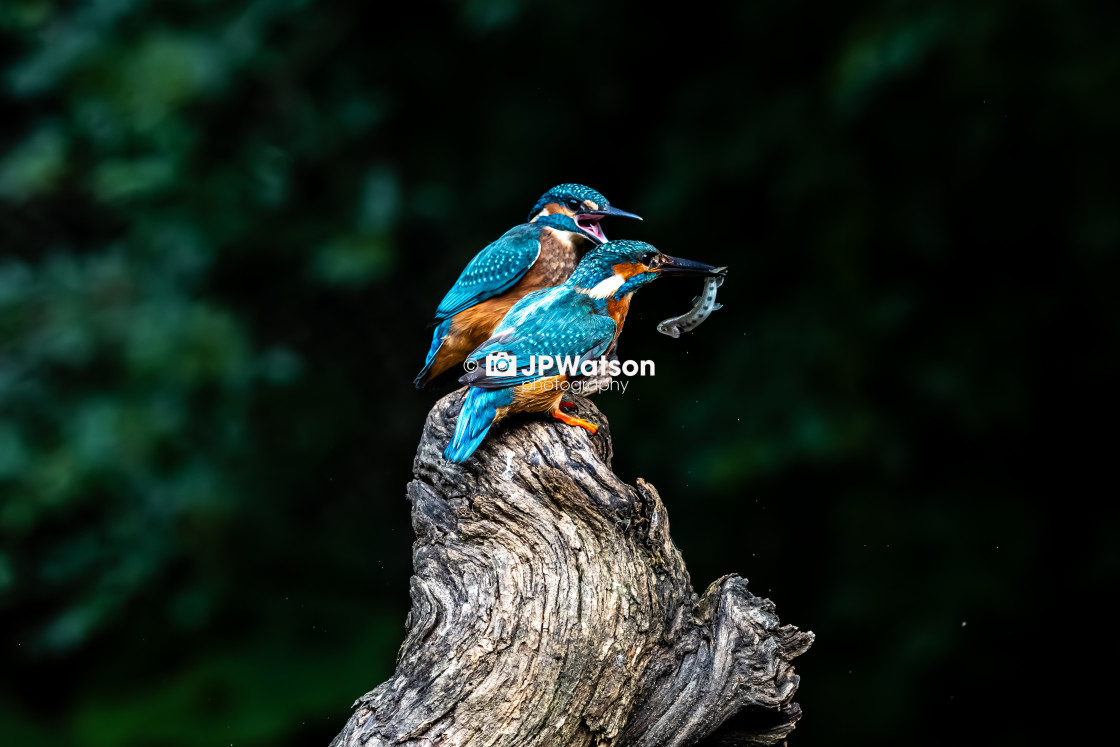 "Kingfishers Together" stock image