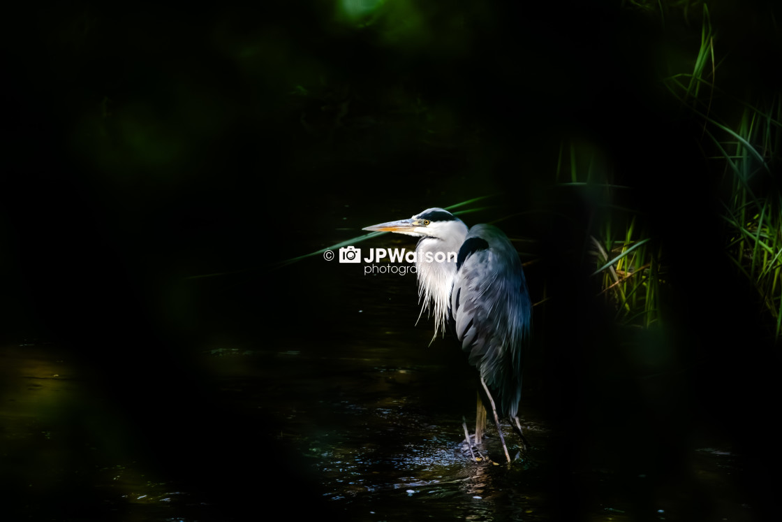 "Grey Heron Through The Gap" stock image