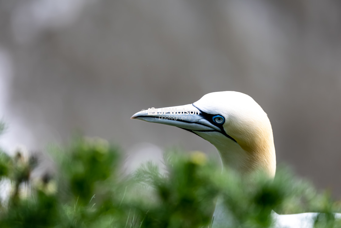 "Gannet Looking Around" stock image