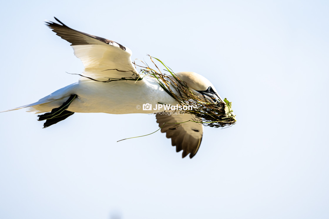 "Flying Gannet With Nest Material" stock image