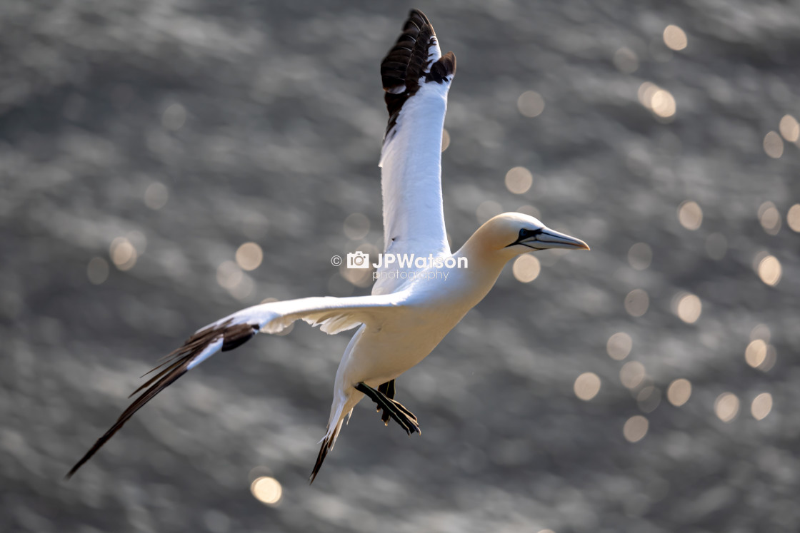 "Hovering Before Landing" stock image