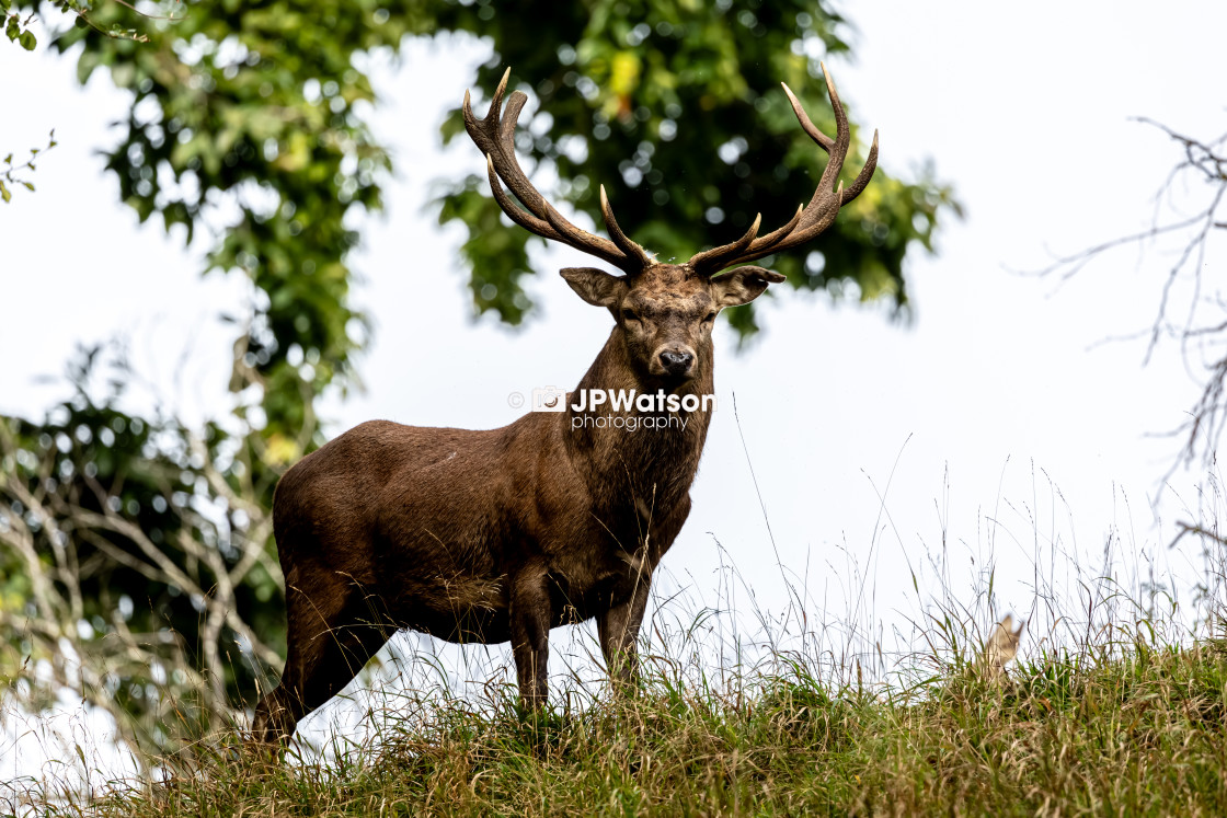 "Red Deer Stag Looking Stern" stock image