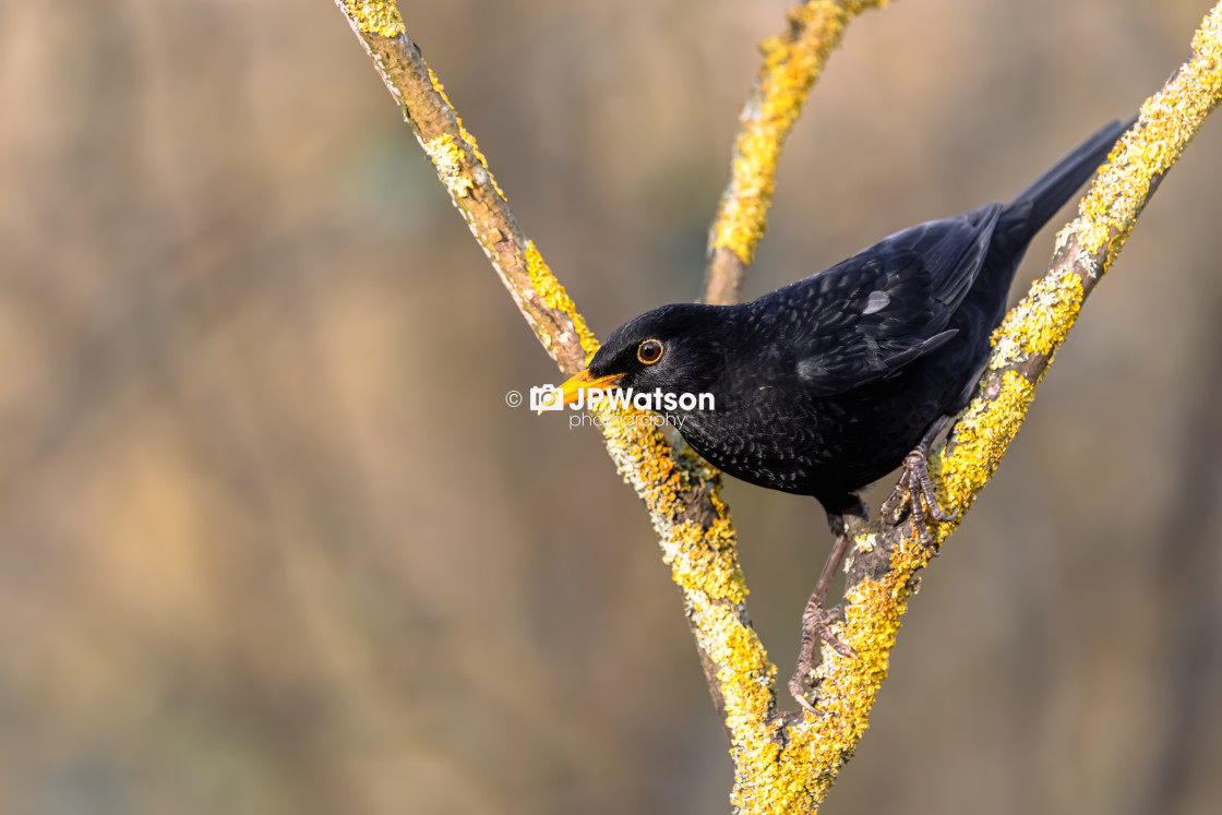 "Alert Blackbird" stock image