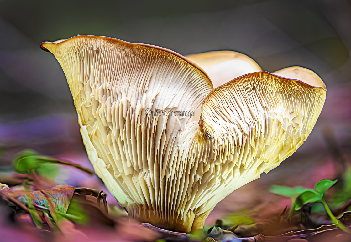 "Fungi#3" by Graham Gall - £35.00 "Fungi#3" stock image