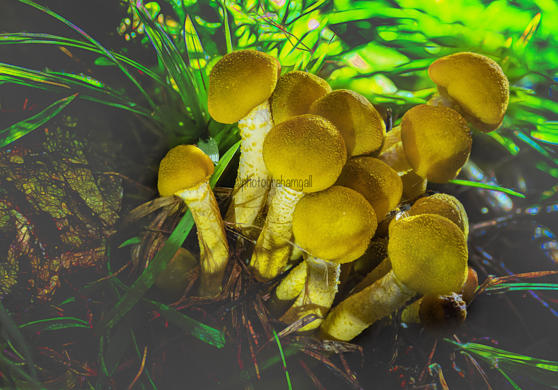"Fungi#2" by Graham Gall - £35.00 "Fungi#2" stock image
