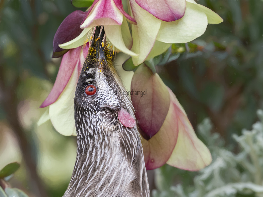 "Red Wattle Bird" by Graham Gall - £35.00 "Red Wattle Bird" stock image