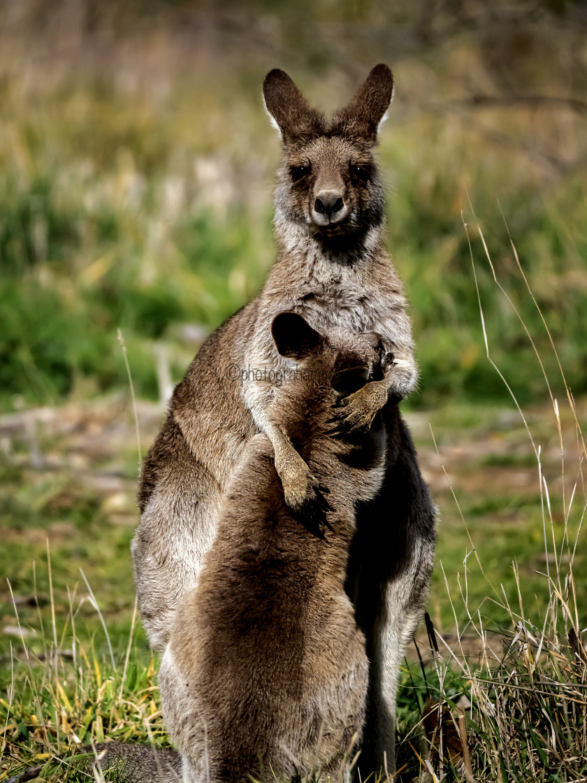 "Kangaroo Cuddles" by Graham Gall - £35.00 "Kangaroo Cuddles" stock image
