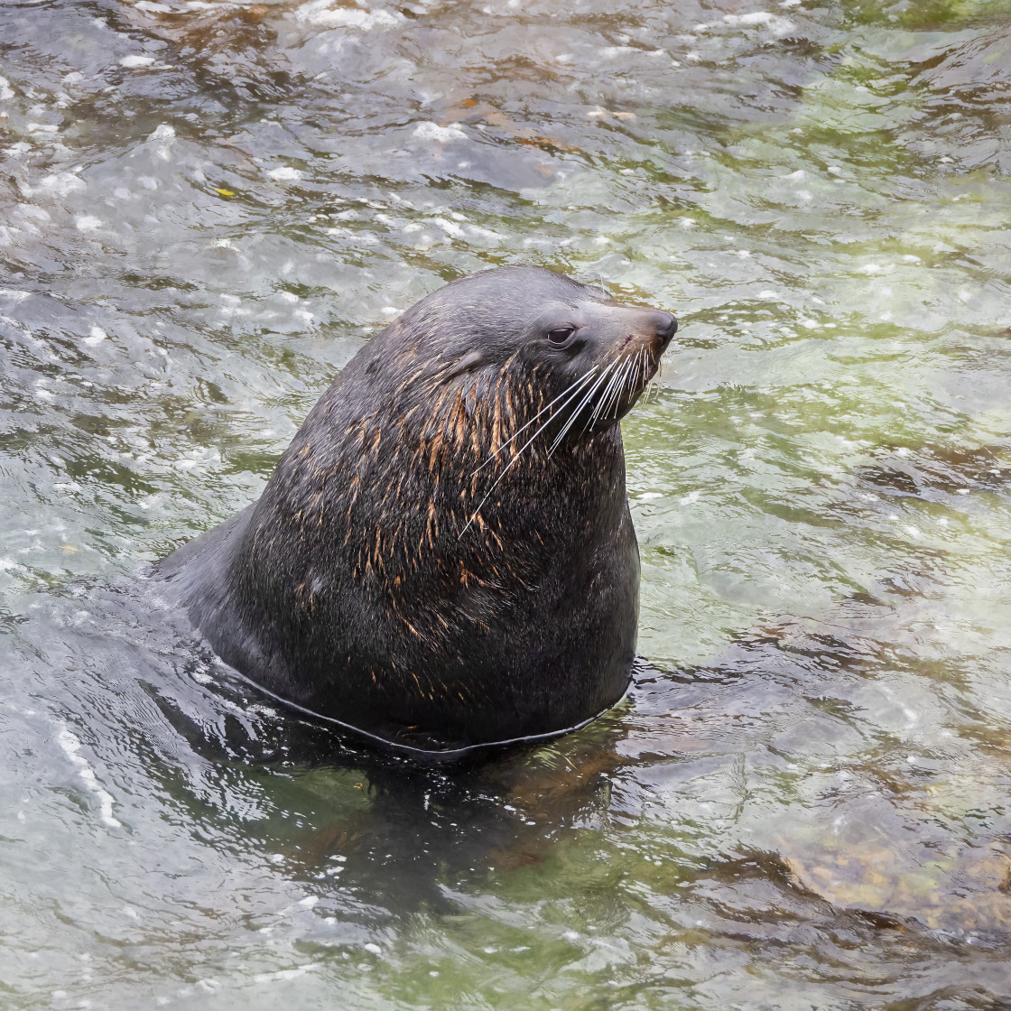 "New Zealand Fur Seal" by Graham Gall - £35.00 "New Zealand Fur Seal" stock image